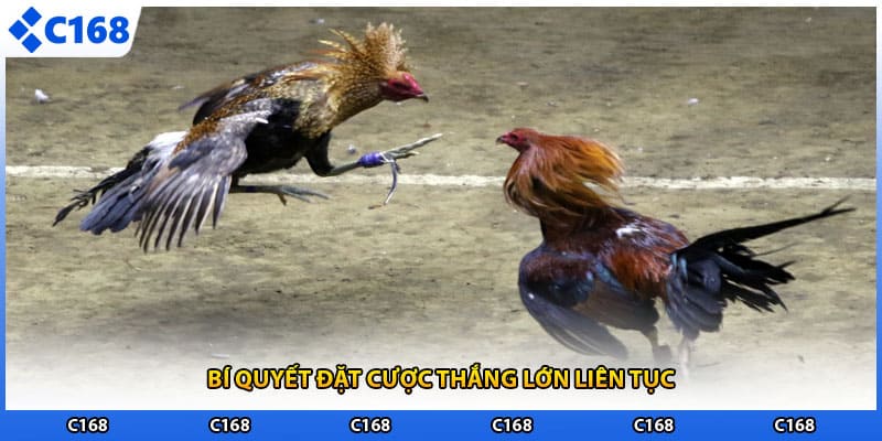 Bí quyết đặt cược thắng lớn liên tục