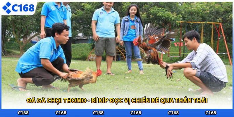 Đá Gà Chọi Thomo - Bí Kíp Đọc Vị Chiến Kê Qua Thần Thái