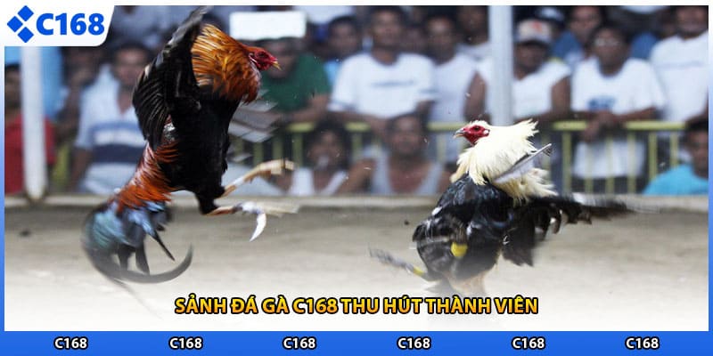 Sảnh đá gà C168 thu hút thành viên