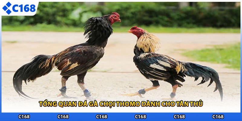 Tổng quan đá gà chọi thomo dành cho tân thủ